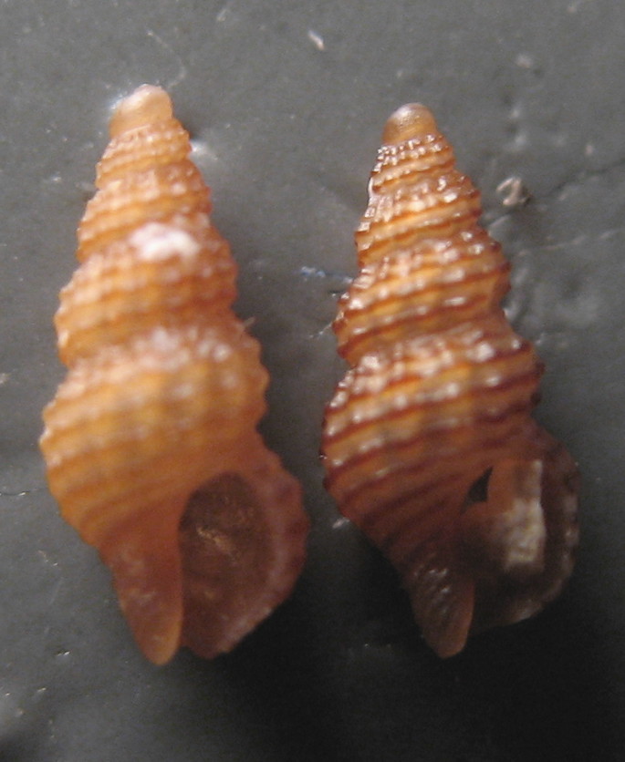 Famiglia Buccinidae: il genere Chauvetia